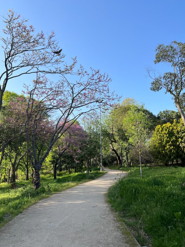 شيشلي: مزيج فريد من التاريخ والحياة الحديثة في قلب إسطنبول 2 a road with trees on the side
